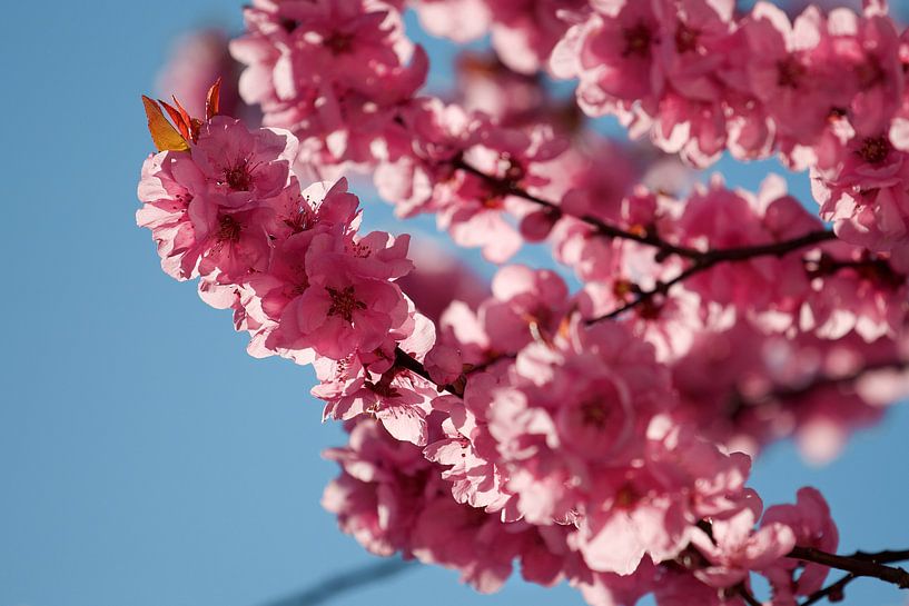 Bloesem par Harro Jansz