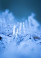 Deux rois des glaces