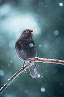Wintergruß von einer Amsel