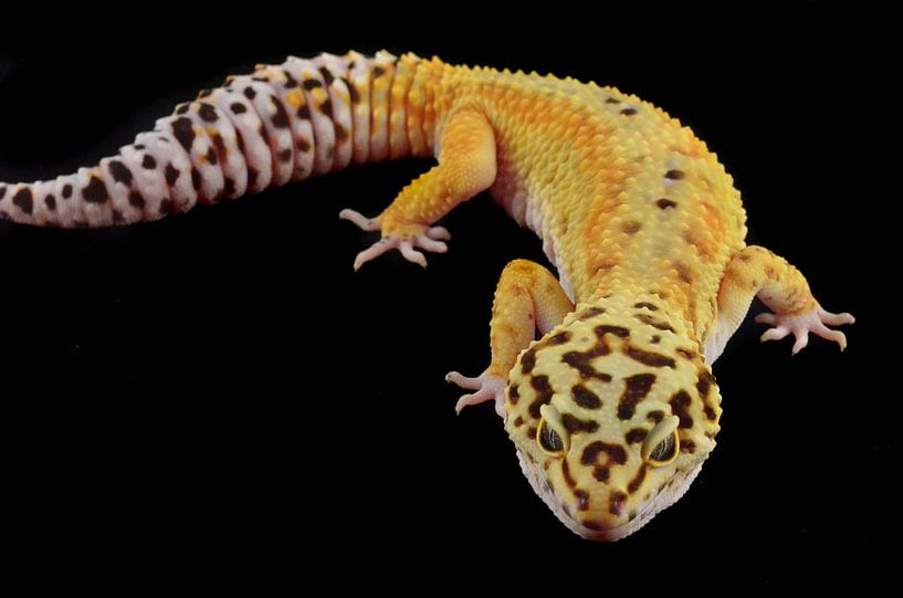 Luipaardgekko von Jelle de Bruijn