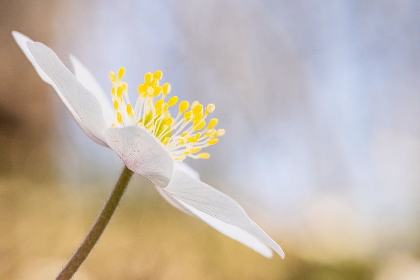 Soft wood anemone by MientjeBerkersPhotography