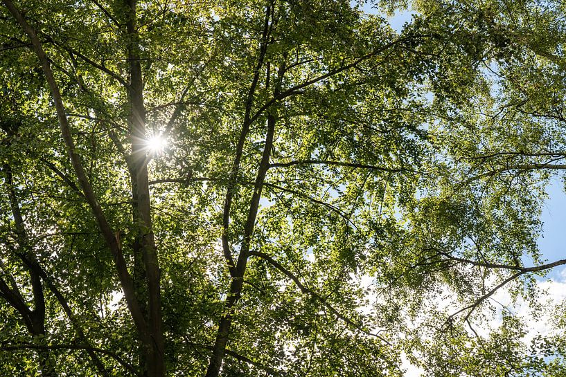 Königsweg, Saxon Switzerland - Radiant treetop by Pixelwerk