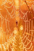 La magie de l'automne