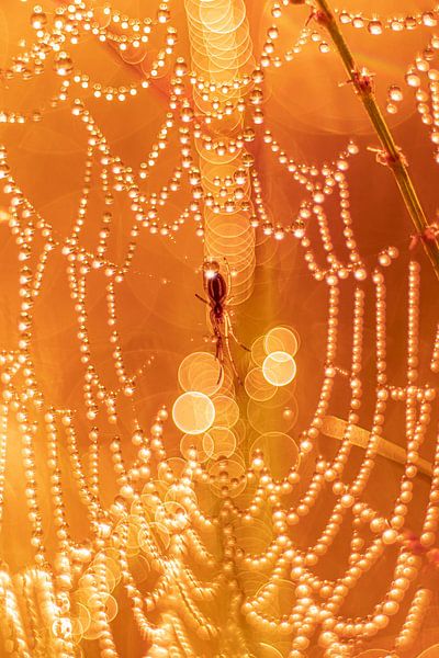 Der Zauber des Herbstes von Yanuschka | Fotografie Noordwijk