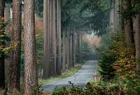 Die Hauptstraße zum Märchenwald