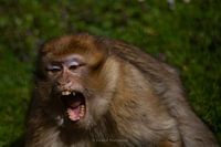 Angry Monkey