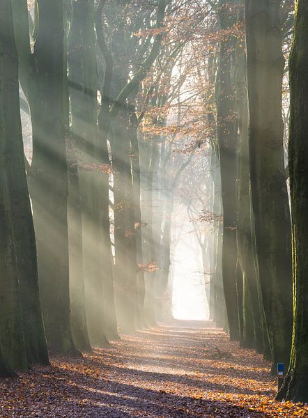 Foggy avenue by Bassie's winkel