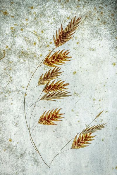 Grasfahne von Diane Cruysberghs