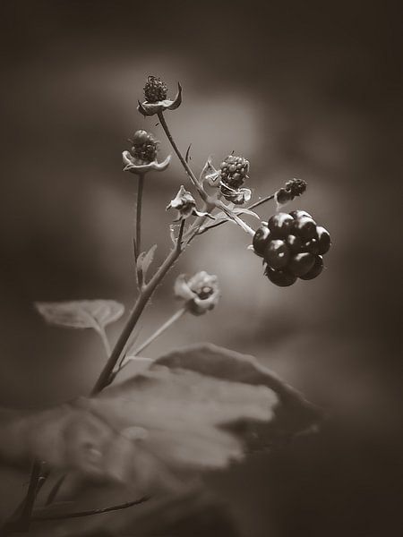 Brambles by Bianca  Hinnen