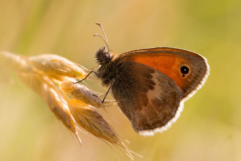 Vlinder (Hooibeestje / bruin zandoogje)  op gras van DroomGans