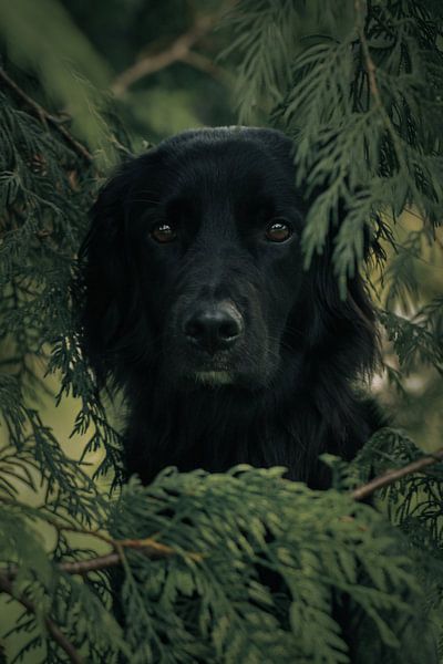 Leo späht durch die Nadelbäume von Luis Boullosa