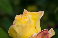 the flower of a rose with dew drops