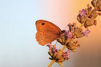 Schmetterling in der Abenddämmerung