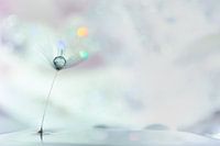 Löwenzahnflaum mit Wassertropfen