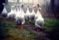 De Grazende Ganzenpartij