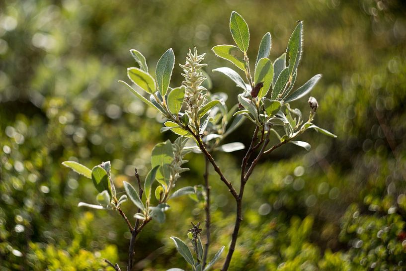 Wild botanical flowers and plants by Karijn | Fine art Natuur en Reis Fotografie