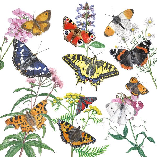 Wild plants and their butterflies by Jasper de Ruiter