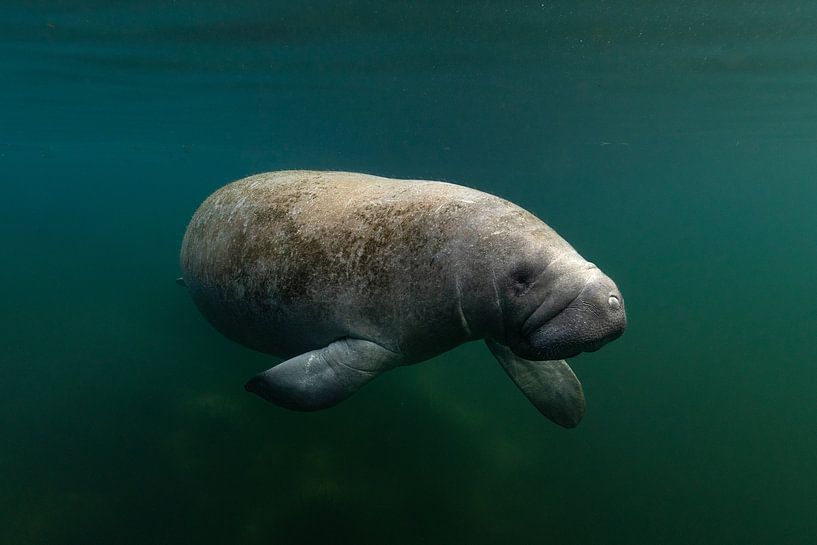 Le lamantin par DesignedByJoost
