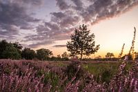 Blühende Heidelandschaft in Noord-Brabant (Niederlande)