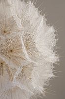 Natürliche Gelassenheit: Nahaufnahme des Flaums einer Tragopogon