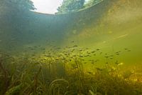 School of bass in ditch