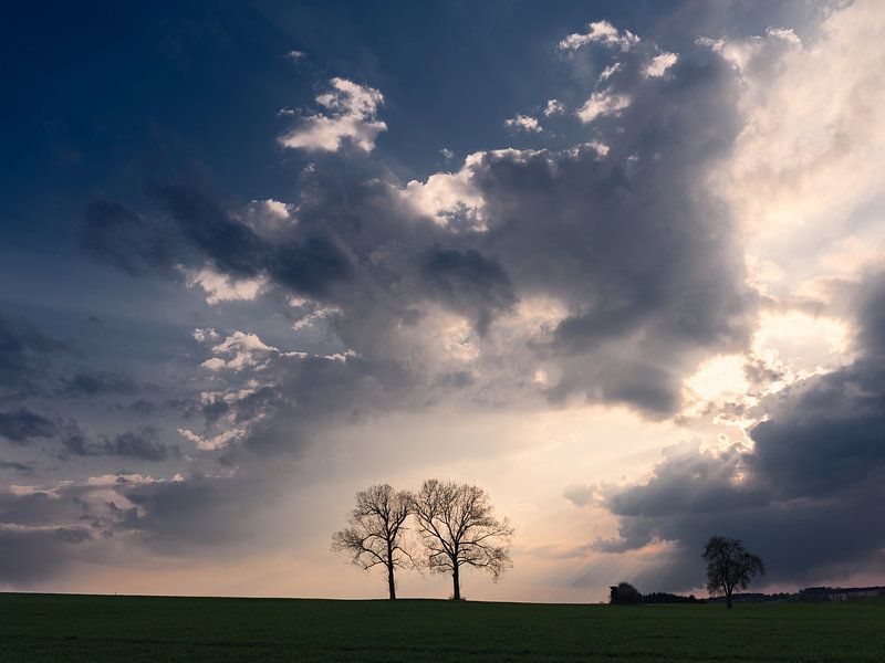 Zwei Bäume von Max Schiefele