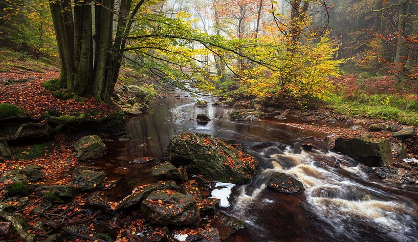Herbstharmonie: Ein verwunschener Waldbach von Hevonax Photography