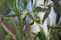 Olive tree