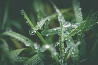 Gras mit Wassertropfen verschließen