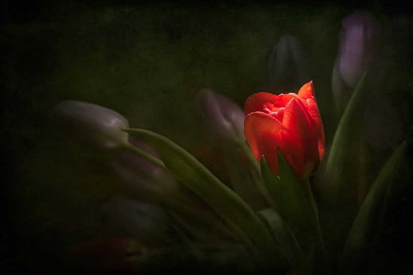 Trau dich zu glänzen von Faeline Creations