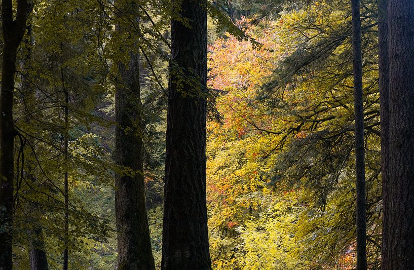 Hermitage Wald bei Dunkeld von Theo Fokker