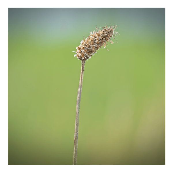 Narrow Plantain by Albert Wester Terschelling Photography