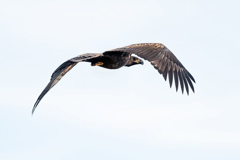 Aigle à tête blanche en vol par Danny Slijfer Natuurfotografie