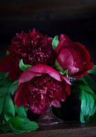 Donkerrode Pioenrozen met donkere achtergrond
