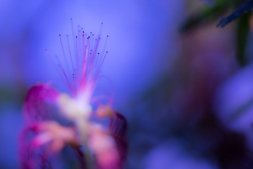Fireworks with flowers by Eddy 't Jong
