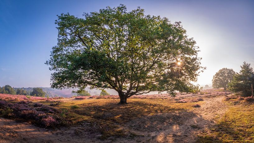 Arbre de refroidissement sur la lande par Remco Piet
