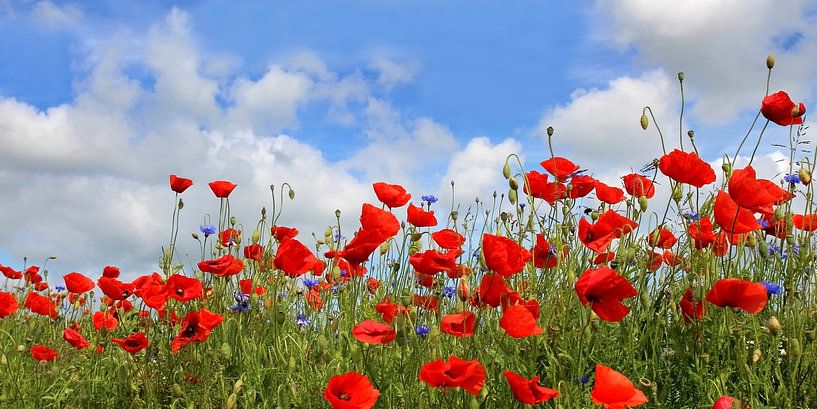 Panorama du pavot par Ostsee Bilder