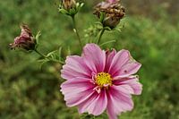 Cosmea, Aster mexicain