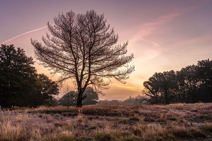 National Park De Meinweg in Limburg - Netherlands by Maurice Meerten