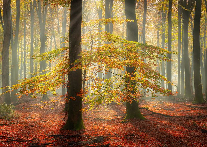 Lumière magique par Arjen Noord