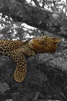 Leopard im Baum