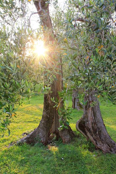 Alter knorriger Olivenbaum mit strahlender Sonne von SusaZoom