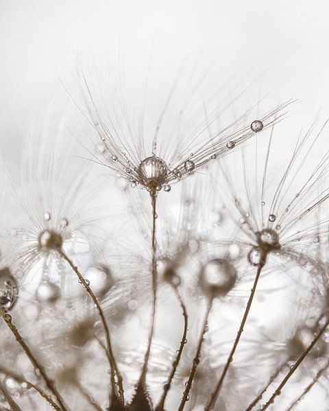 Flaum mit anderem Flaum im Hintergrund mit Tropfen von Marjolijn van den Berg