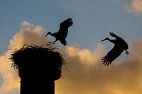 Le retour de la cigogne