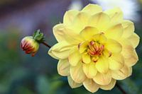 Gelbe Dahlie