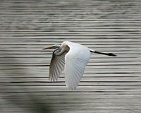 Grande aigrette en vol