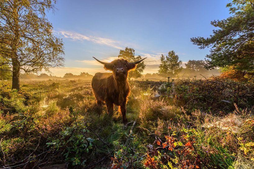 Was wollt ihr? von Wilko Ketelaar