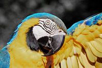Parrot macaw blue yellow ck