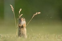  Ziesel European ground squirrel ist überrascht