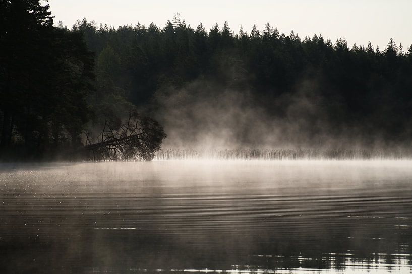 Toter Baum,bei Nebel der im Morgengrauen ins Wasser ragt von Martin Köbsch